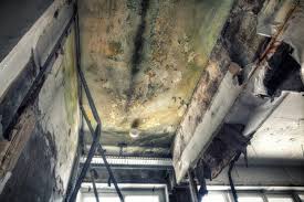  Oradell, NJ Mold Removal Pros